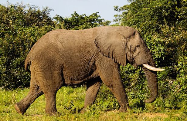 1-Day Akagera National Park Safari Experience