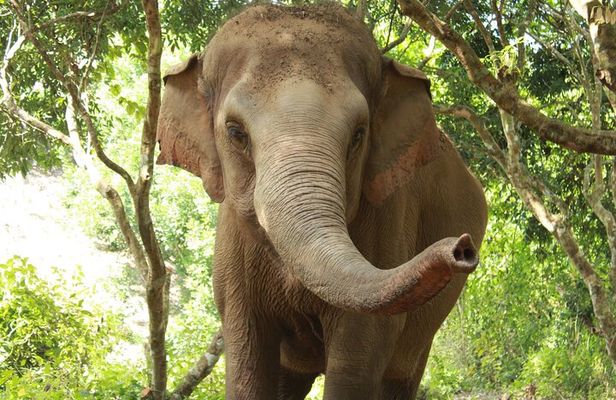 Ethical Elephant Observation by Samui Elephant Sanctuary