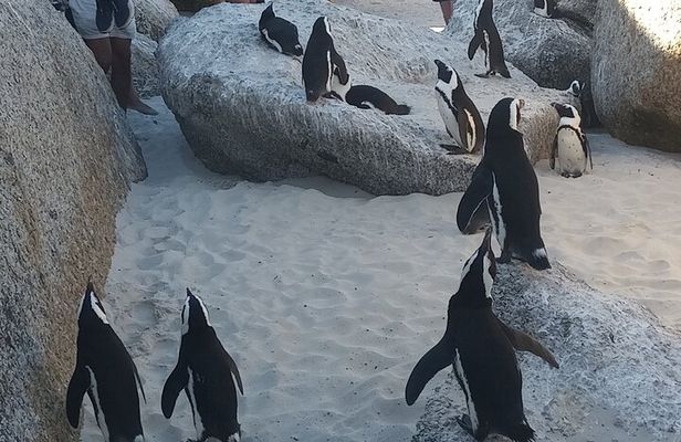 Small Group tour to Cape of Good Hope and Boulders Beach Penguin