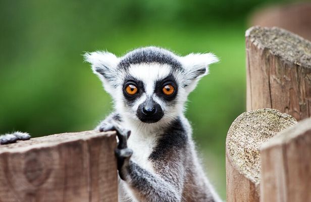 Guaranteed Departures: Vinpearl Safari & Countryside Pepper Farm
