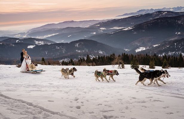 Feel the Magic of Winter with Thrilling Arctic Dog Sled Rides