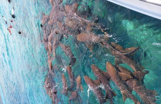 Snorkel HolChan Shark Ray Alley and Caye Caulker Manatee Spotting