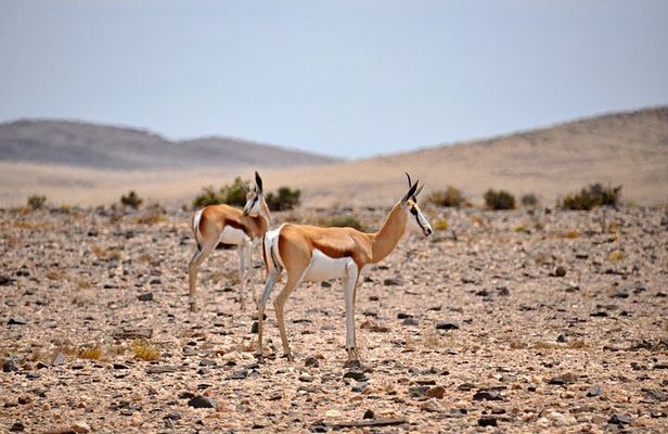 Namib Desert Landscape Tour