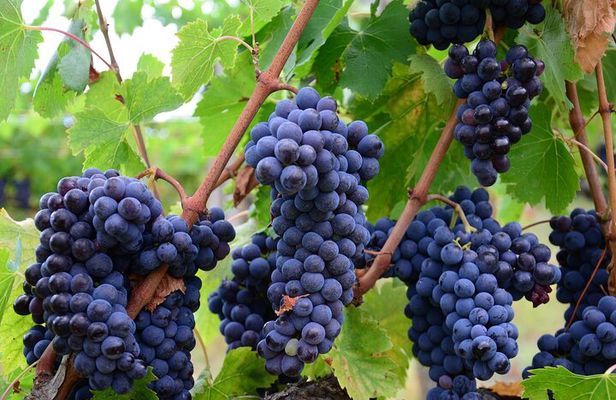 Guided Wine Tour through the Niagara Wine Trail