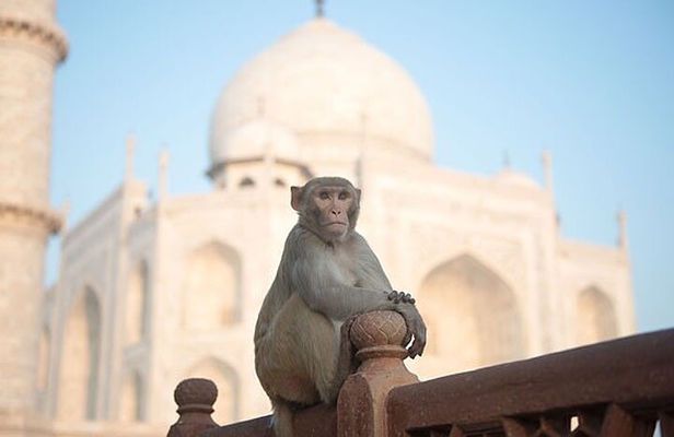 All Inclusive One Day Agra Tour From Delhi