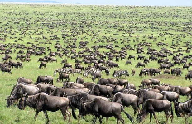  Wildebeest Migration in Masai Mara and Sightseeing 4 Days Tour