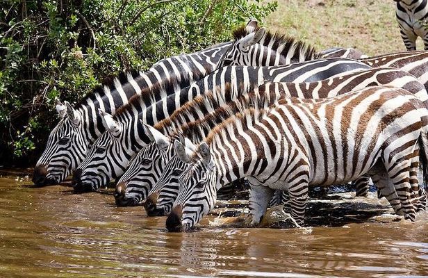 Big five & Birds Paradise 4 Day Masai Mara -Lake Naivasha