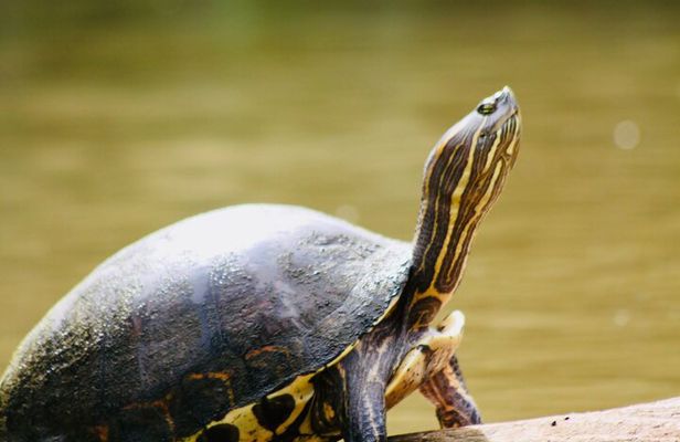 Canoe experience exploring Tortuguero National Park