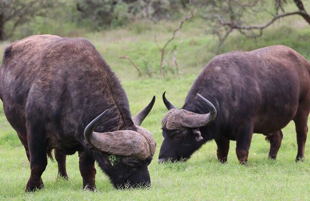 Private Half-Day Addo Elephant National Park Safari