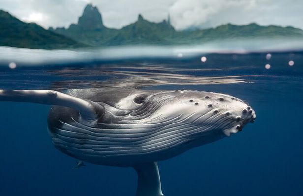 Private Half Day Whale Watching Tour