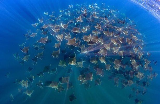 Mobula Ray and Ocean Safari Day Trip