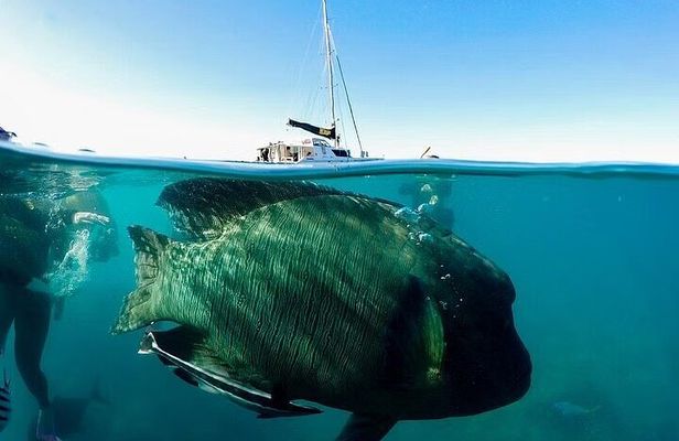 Coral Garden Reefs Snorkeling Boat Trip From Marsa Alam