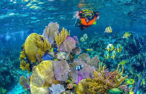 Half Day Guided Snorkeling Adventure Tour from Cancun