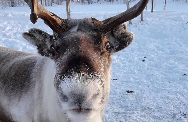 Snowmobile Safari to Lake Inari, meet & feed Reindeers, Lunch