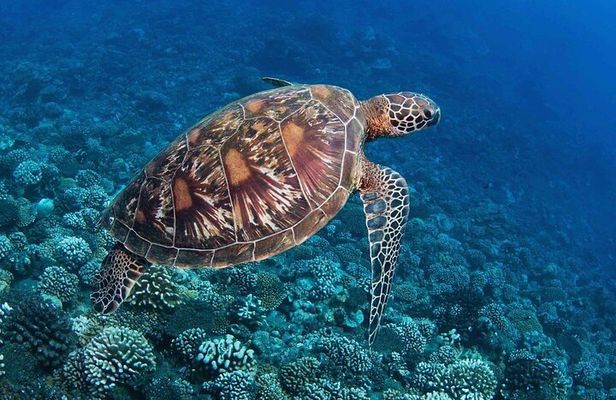 New best of Tahiti