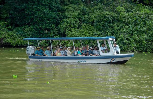  Private Tortuguero Canals Tour & Puerto Limón Highlights