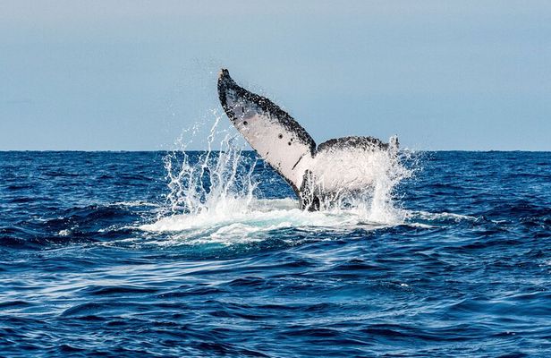 Whale Watching Snorkel Combo