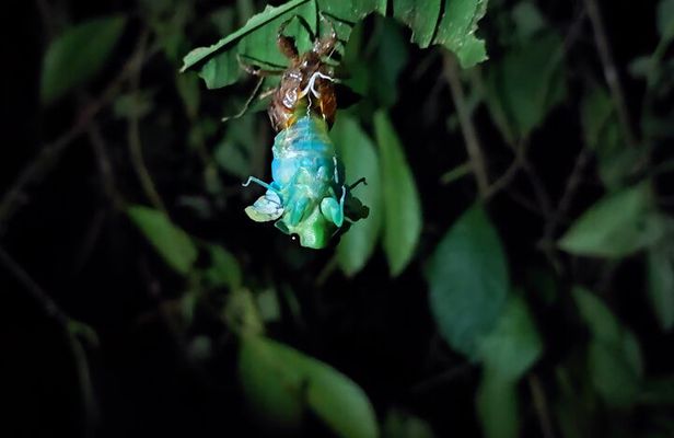 Manzanillo Rainforest night walk