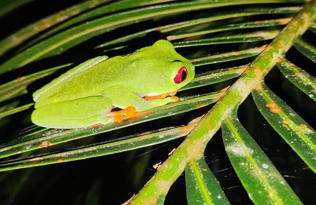 Manzanillo Rainforest night walk