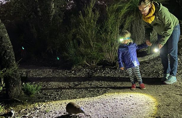 Nocturnal Wildlife Tour from Busselton or Dunsborough