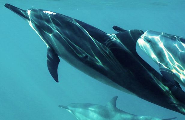 Oman Dolphin Watching Tours 