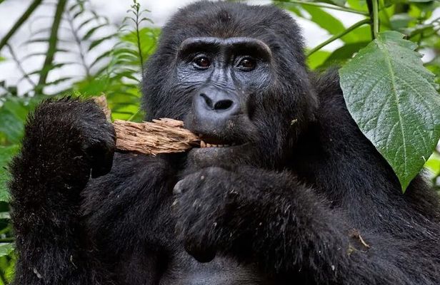 4 Days Uganda Gorilla and Wildlife Tour