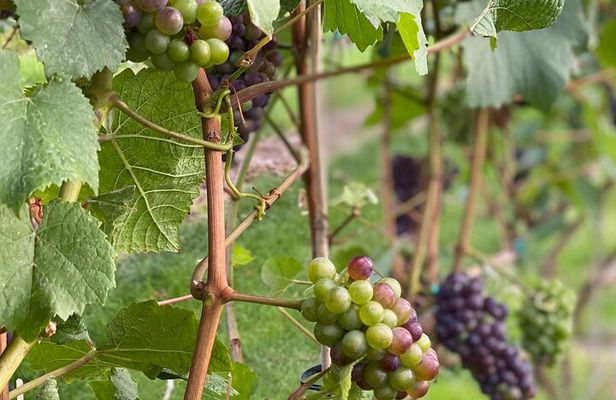 4-Hour Okanagan Valley Wine Tasting. Wineries of East Kelowna Bench.
