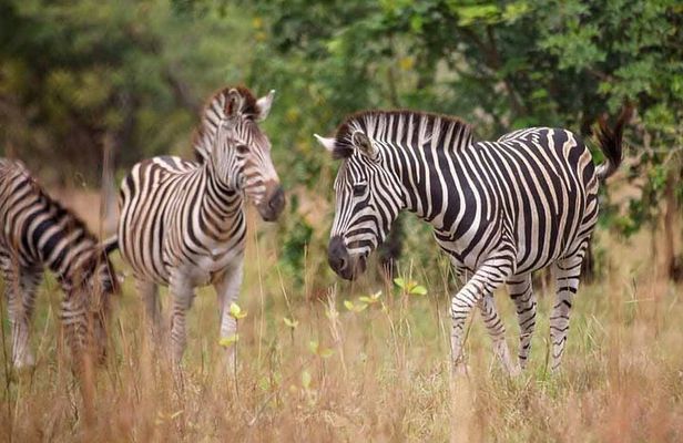 Shai Hills Safari & Boat Cruise Day Tour
