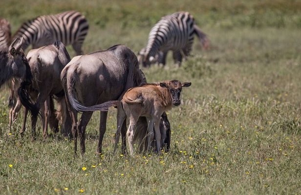 From Arusha: 5 Day Cats, Calves & Crater Safari, Ngorongoro