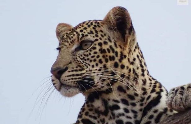 4 Day Best of Kenya Private Guided Tour Safaris from Malindi