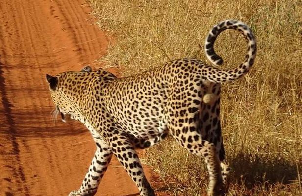 2 Days safari Tsavo East
