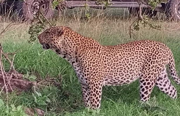 Private 2 Days Safari Tsavo East from Watamu