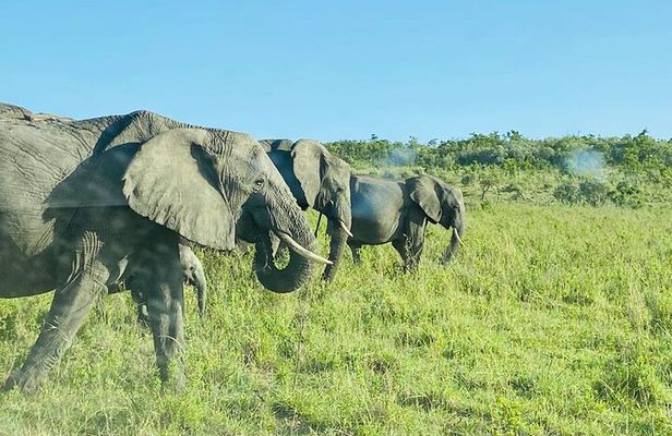 4 Days Tour Landcruiser in Masai Mara and Lake Nakuru 