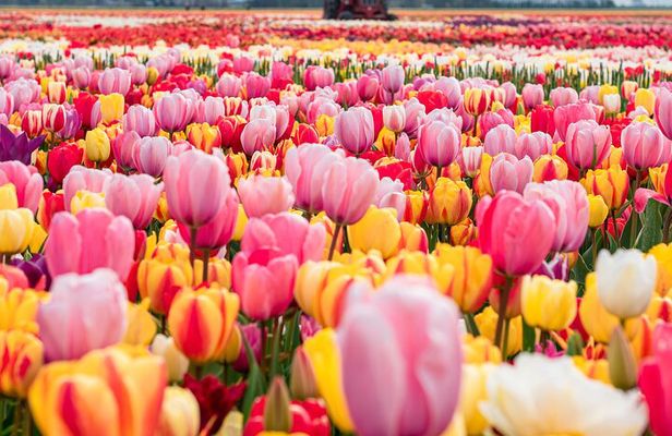 Private Tulip Fields, Windmills and Cheese Tour from Amsterdam