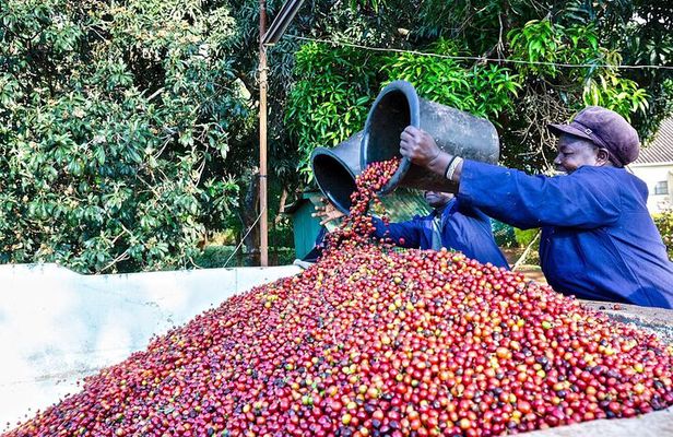 Fairview Estate Coffee Farm Tour With Pick up