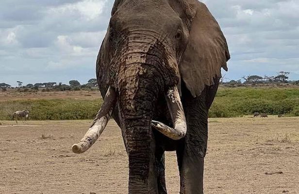 3 Days Safari Amboseli National Park from Nairobi