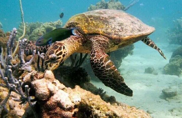 Guided tour of the Nosy Komba and Nosy Tanikely Islands