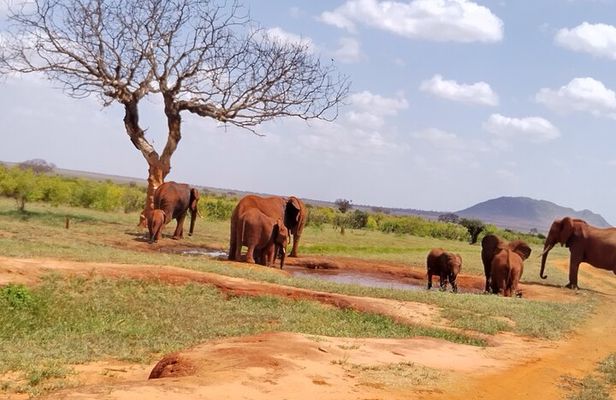 3 Days safari Tsavo West and Tsavo East 
