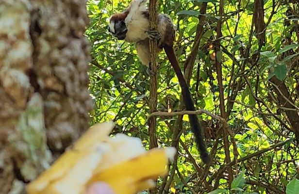 Nature & Wildlife Walks at ANCON HILL: For All ages, AM or PM