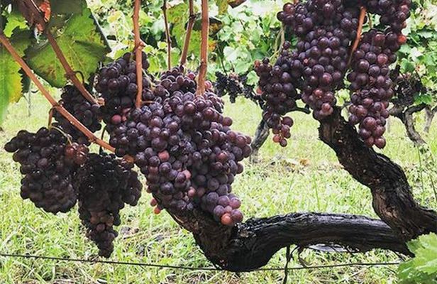 Wine and Lunch Tour