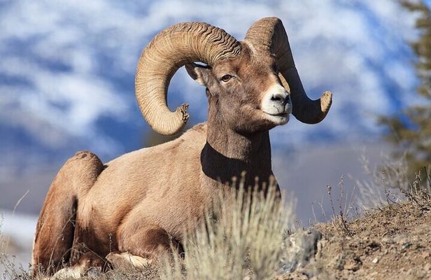 Yellowstone & Grand Teton Nat'l Parks Day Tour - Private Tour