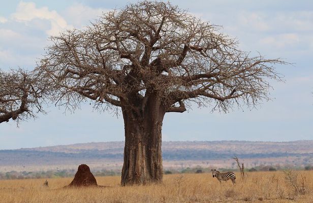 Private Day Trip to Tarangire National Park