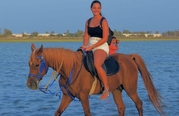 Explore Djerba by camel and horse