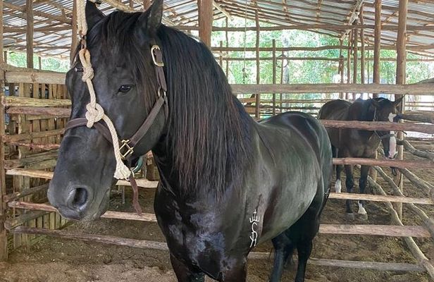 Horseback Riding Ziplines and Cenote Tour with Lunch