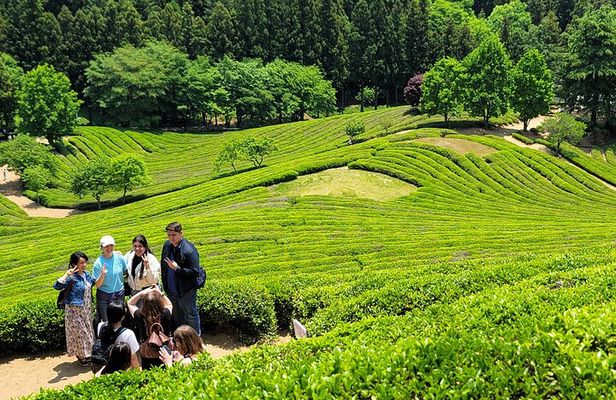Boseong Tea Plantation & Suncheon National Garden[Train+Bus]