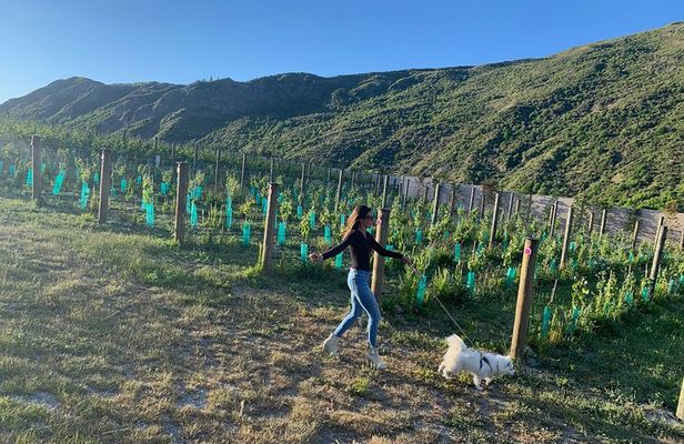 Private Dog Friendly Wine Tour with your Local Guide
