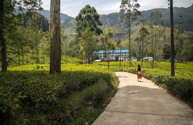 Half Day Private Nuwara Eliya City Tour