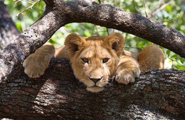 7 Day Tanzania Camping Safari Private Tour