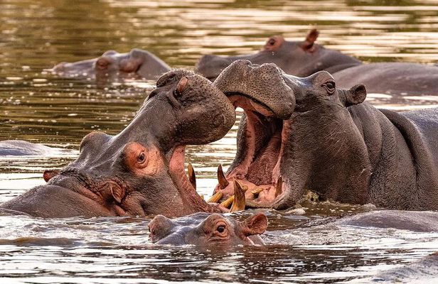 5 Day Tanzania Safari Camping Adventure Private Tour