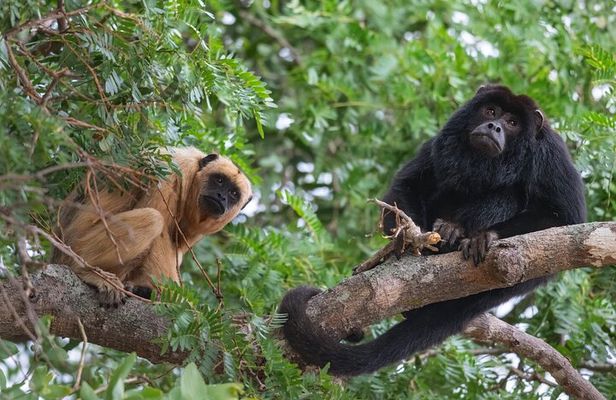 Historic Mombacho Forest from Granada | Half-Day Private Tour